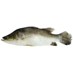 Seabass Fish